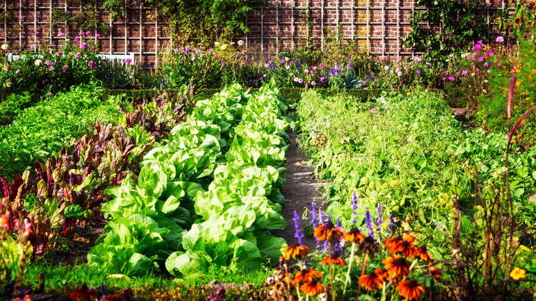 Healthy Garden Growth Guide